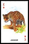 Animals of the World Playing Cards publ. by U.S. Games Systems Inc. - Cat Ref 11886