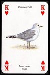 Garden Birds Playing Cards publ. by Heritage Playing Card Company, 1996 - Cat Ref 12772