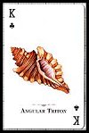 Seashells of the World Playing Cards publ. by U.S. Games Systems Inc. - Cat Ref 13186