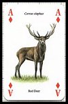 Wild Animals Playing Cards publ. by Heritage Toy & Game Co. Ltd., 1998 - Cat Ref 13199