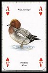 Wasservgel publ. by Heritage Playing Card Company - Cat Ref 13582