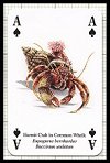 Seashore Life Playing Cards publ. by Heritage Playing Card Company, 2001 - Cat Ref 13608