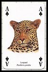 Wild Cats Playing Cards publ. by Heritage Playing Card Company, 2001 - Cat Ref 13611