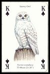 Birds of Prey Playing Cards by Heritage - Cat Ref 13755